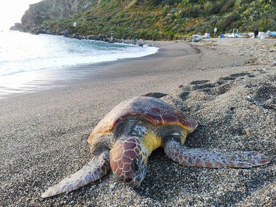 caretta caretta spiaggiata a milazzo