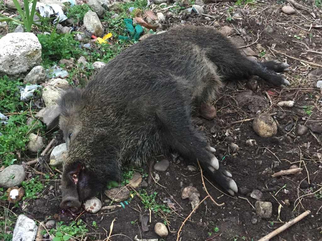 cinghiali san licandro