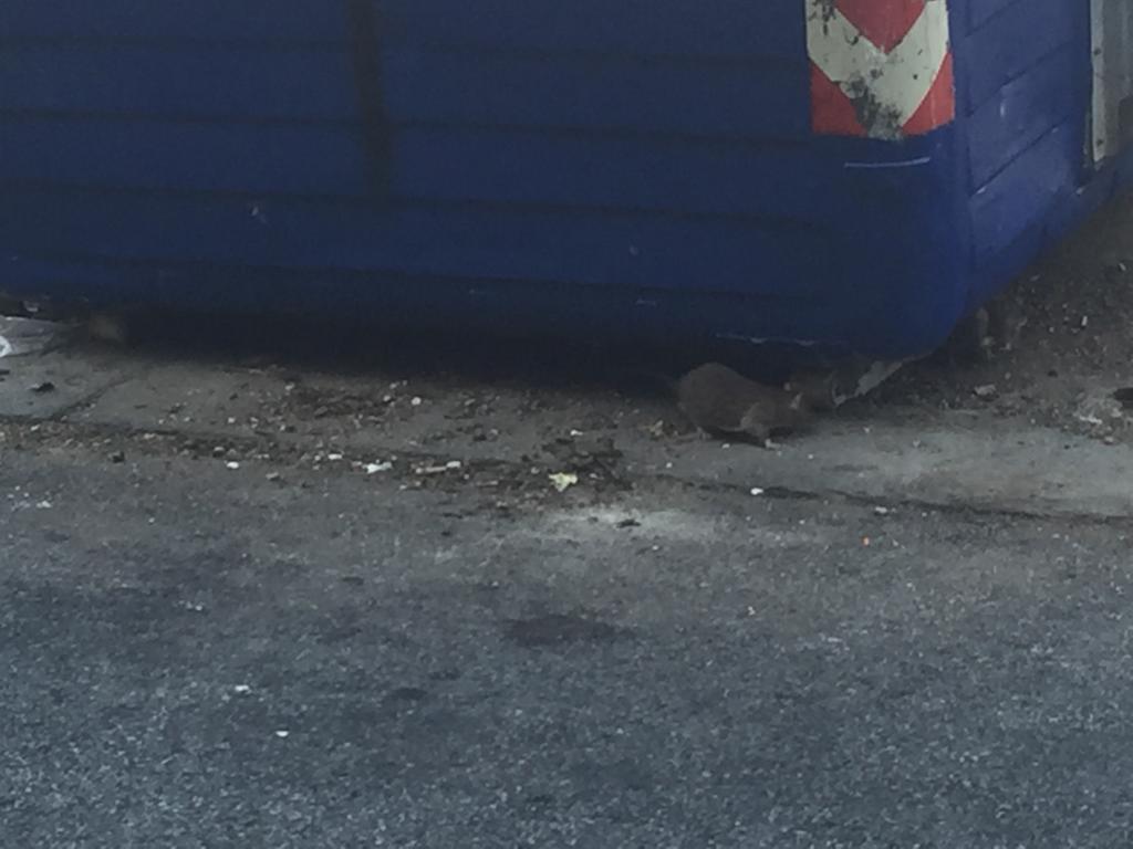"I topi in via Nino Bixio e la mia cliente bloccata in negozio"