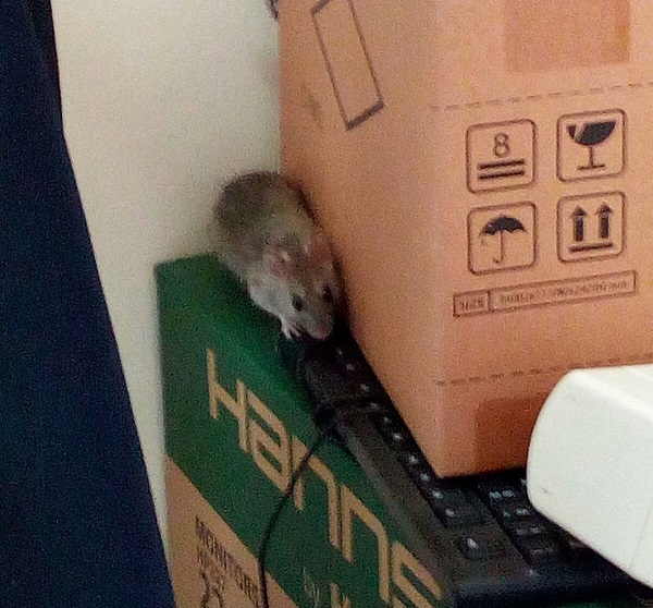 topi tribunale messina