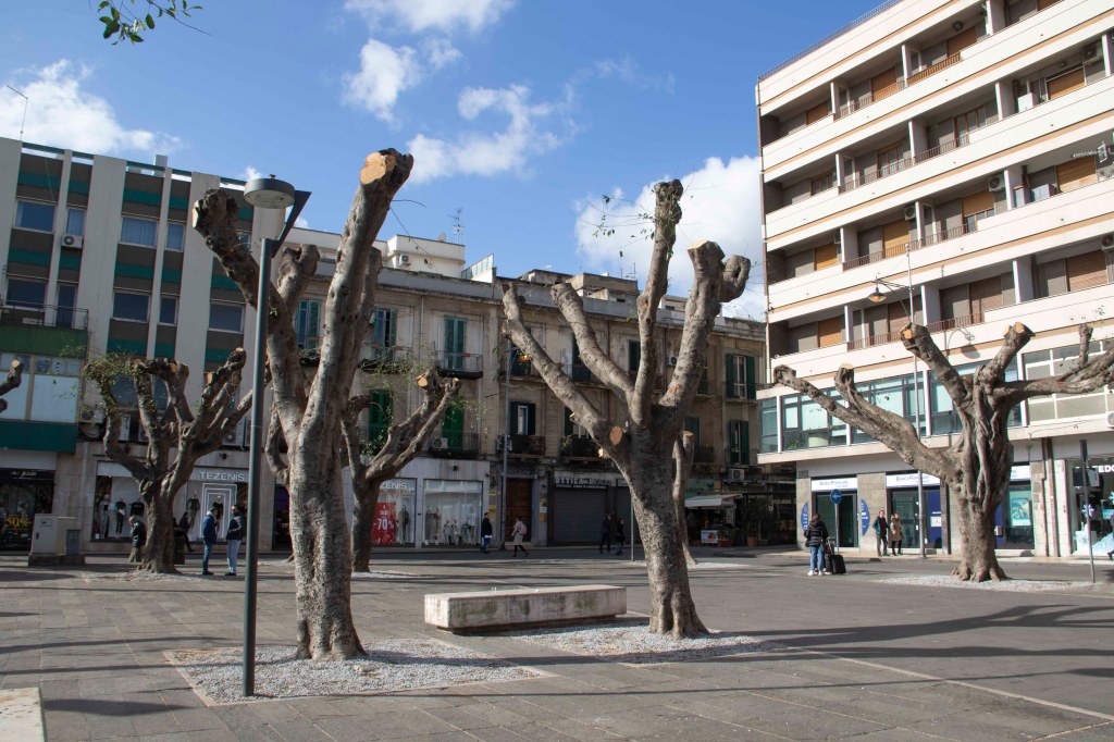 Messina Potatura alberi di Piazza Cairoli