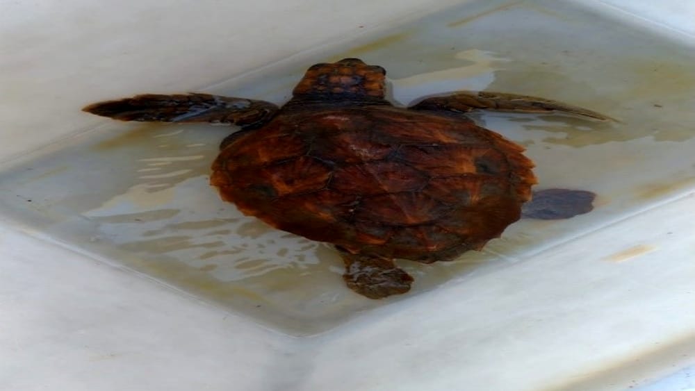 tartaruga caretta caretta salvata a Messina
