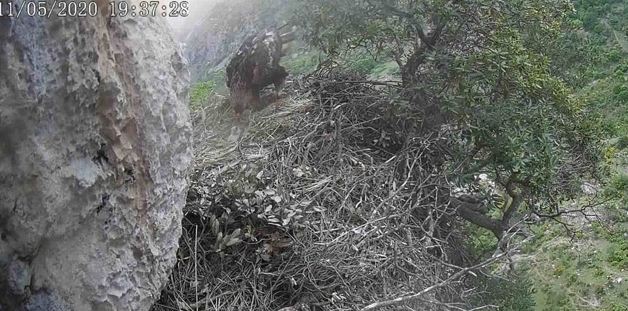 Parco dei nebrodi aquila reale