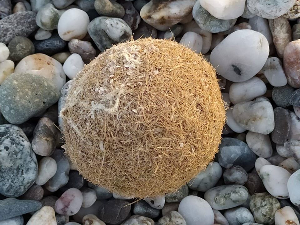 Milazzo spiaggia egagropili