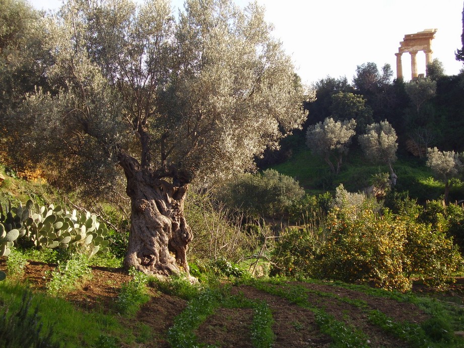Giornate FAI - Giardini di Villa Genuardi ad Agrigento