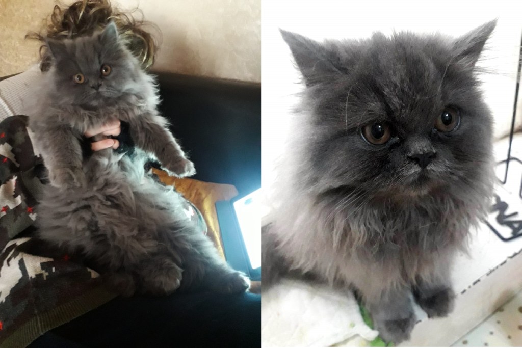 Messina Aiutiamo A Trovare La Gattina Smarrita Di Un Bimbo Disabile 