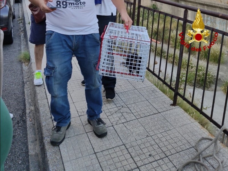 Caro energia, sos per canili e gattili di Sicilia e Calabria