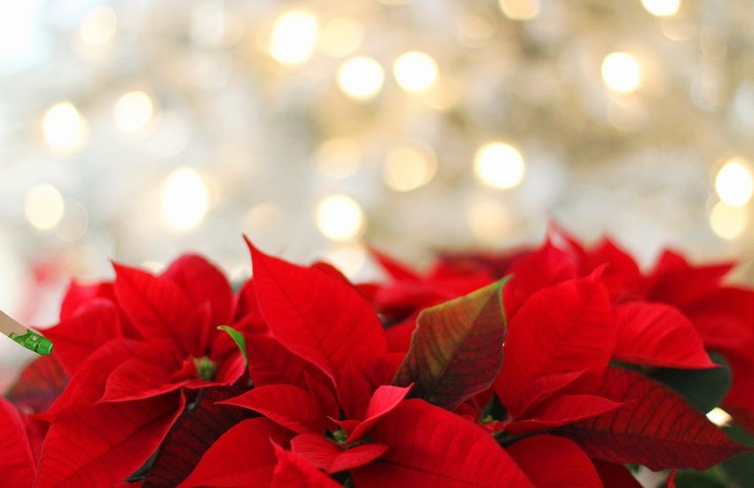 Coronavirus Messina Il Cesv Per Natale Tanto Volontariato Online 