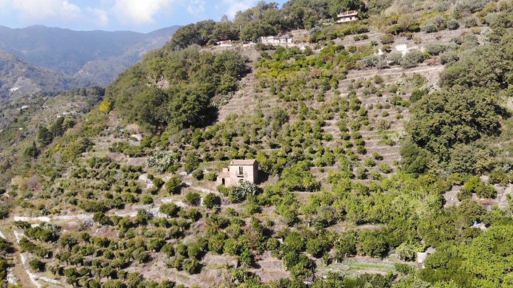 Agrumi Solidali una buona azione contro lo spreco alimentare