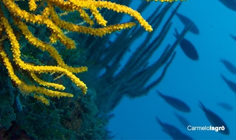 carmelo isgrò area marina protetta capo milazzo