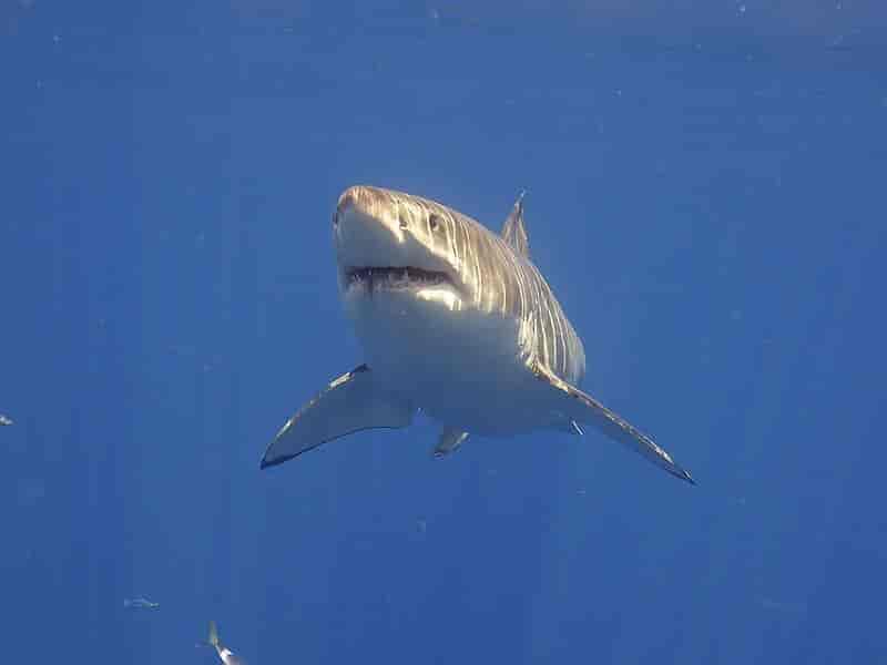 squalo bianco foto repertorio