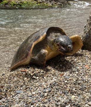 Messina. Tartaruga marina spiaggiata a Grotte