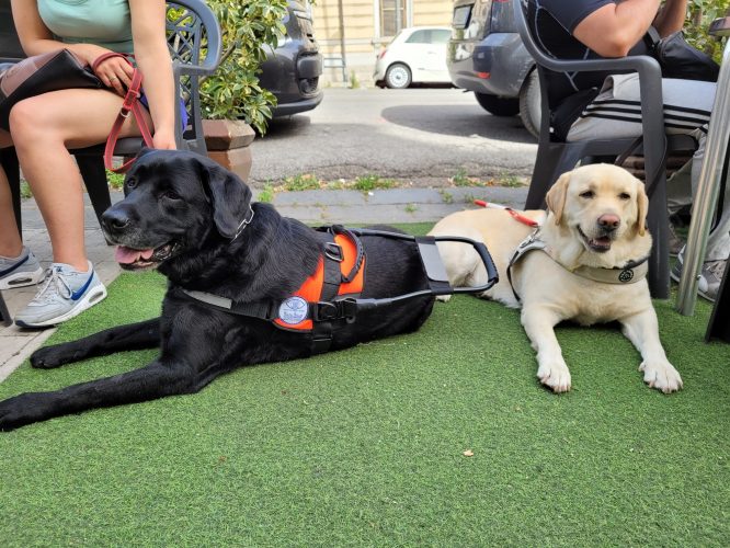 Due cani guida addestrati al centro Helen Keller di Messina saranno consegnati sabato mattina durante una cerimonia