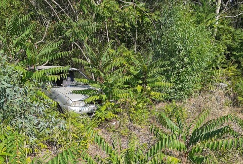 Alberi ed erbacce crescono a San Saba e possono creare danni se non abbattuti, è questa la richieste del consigliere di circoscrizione Biancuzzo