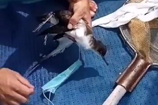 mascherina salvataggio berta minore milazzo