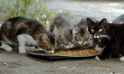 Messina, il Comune pensa ai gatti: cercasi ente a cui affidare il servizio di rifugio