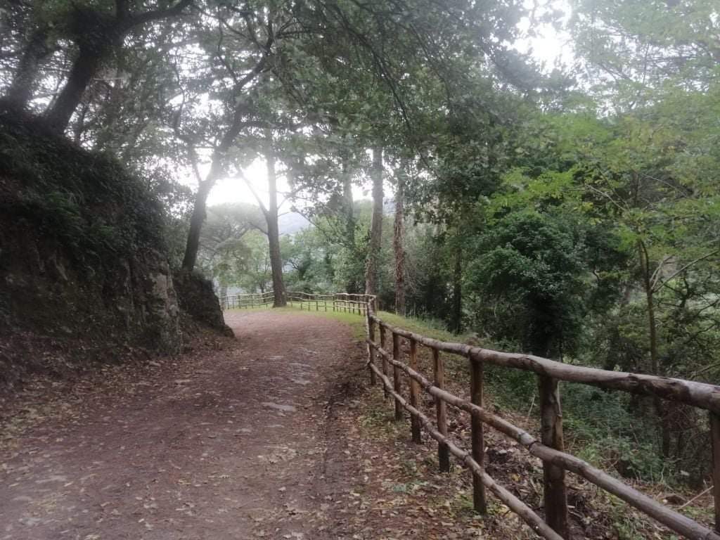 Sentiero nel bosco pineta di Camaro