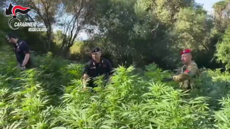 Due giovani ai domiciliari (18.12.2021) per la piantagione di marijuana ritrovata a Mammola nel luglio 2021