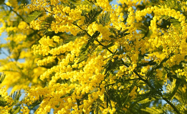 Mimosa, simbolo dell'Otto Marzo FESTA INTERNAZIONALE DELLA DONNA