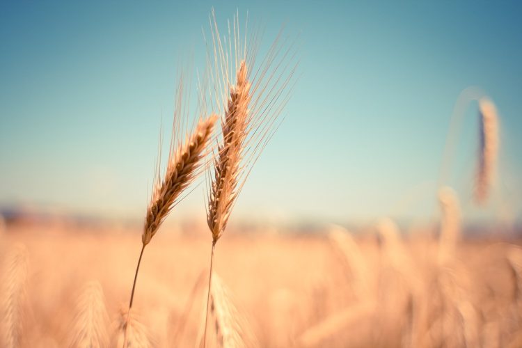 spighe e campi di grano