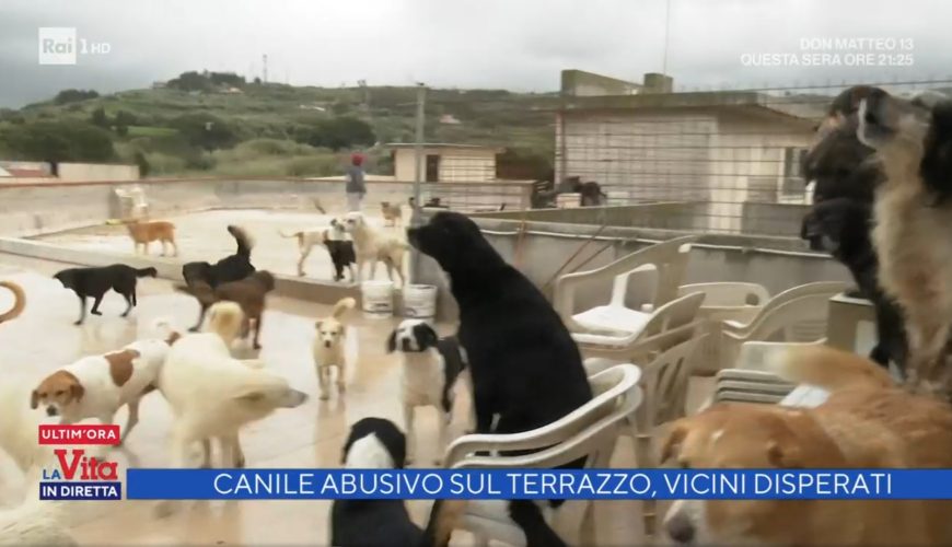 spadafora cani la vita in diretta