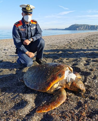 caretta caretta milazzo guardia costiera