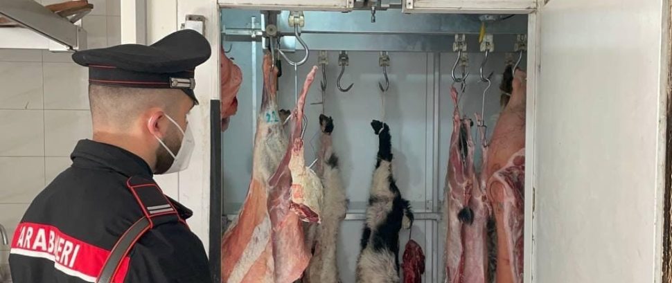 Macelleria abusiva sanzionata a Brancaleone