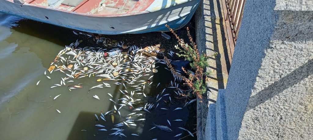 Messina. Moria di pesci nel lago di Ganzirri