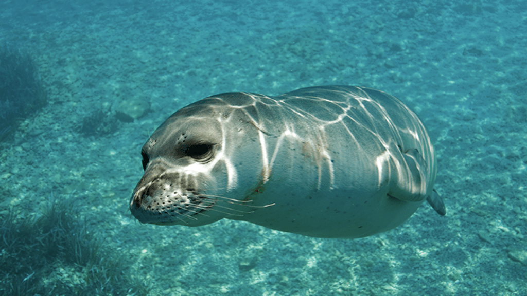Avvistata foca monaca a Stromboli, un evento "straordinario" - Tempostretto