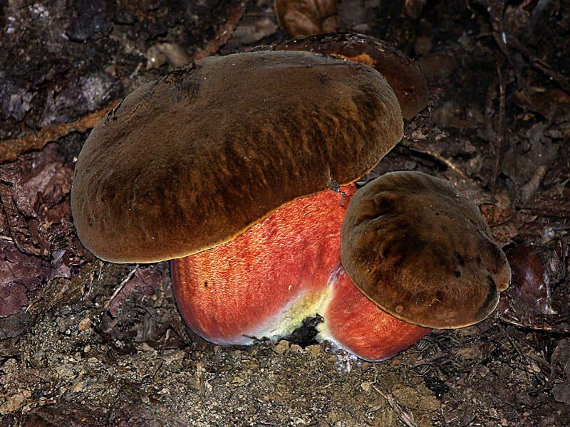 Boletus erytrophus