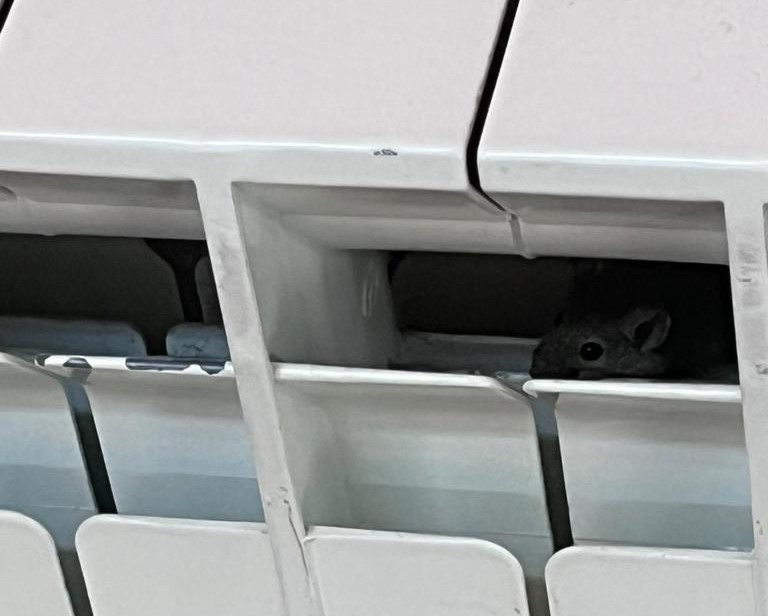 Liceo Ainis, il topo e lo sciopero. I ragazzi: "Ascoltateci". Il dirigente: "Porte aperte" VIDEO