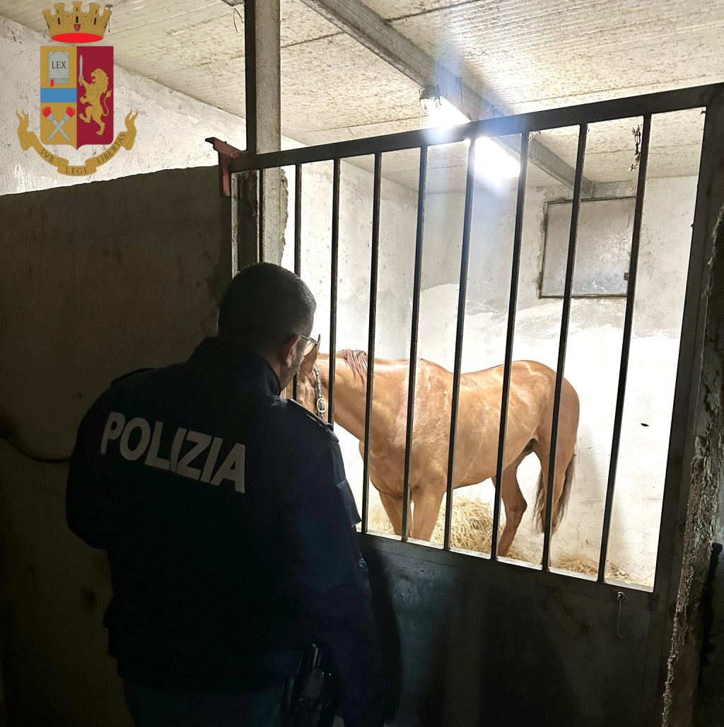 Giostra, corsa clandestina di cavalli bloccata dalla polizia