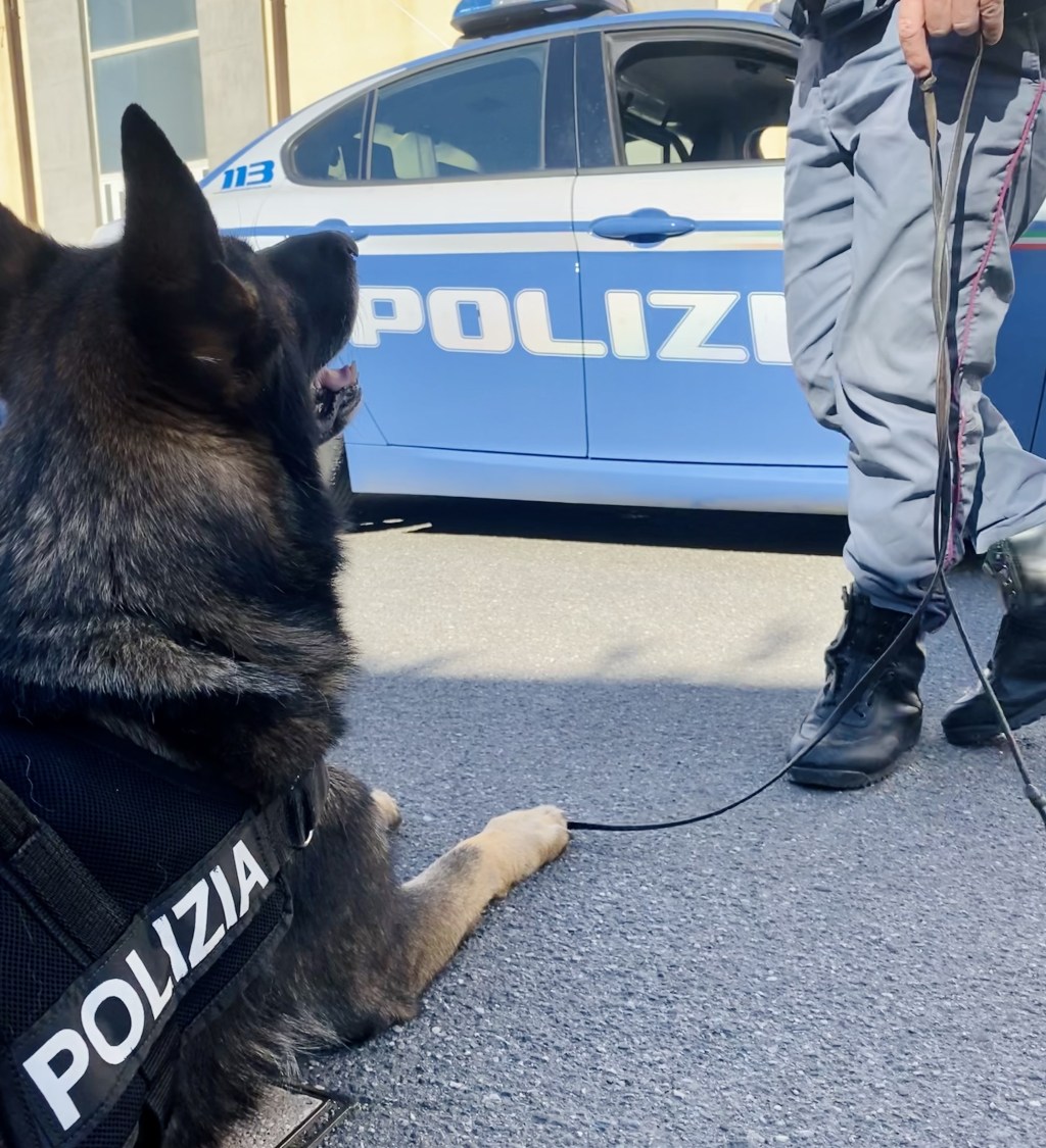 montagnareale cane anti droga incastra giovane pusher