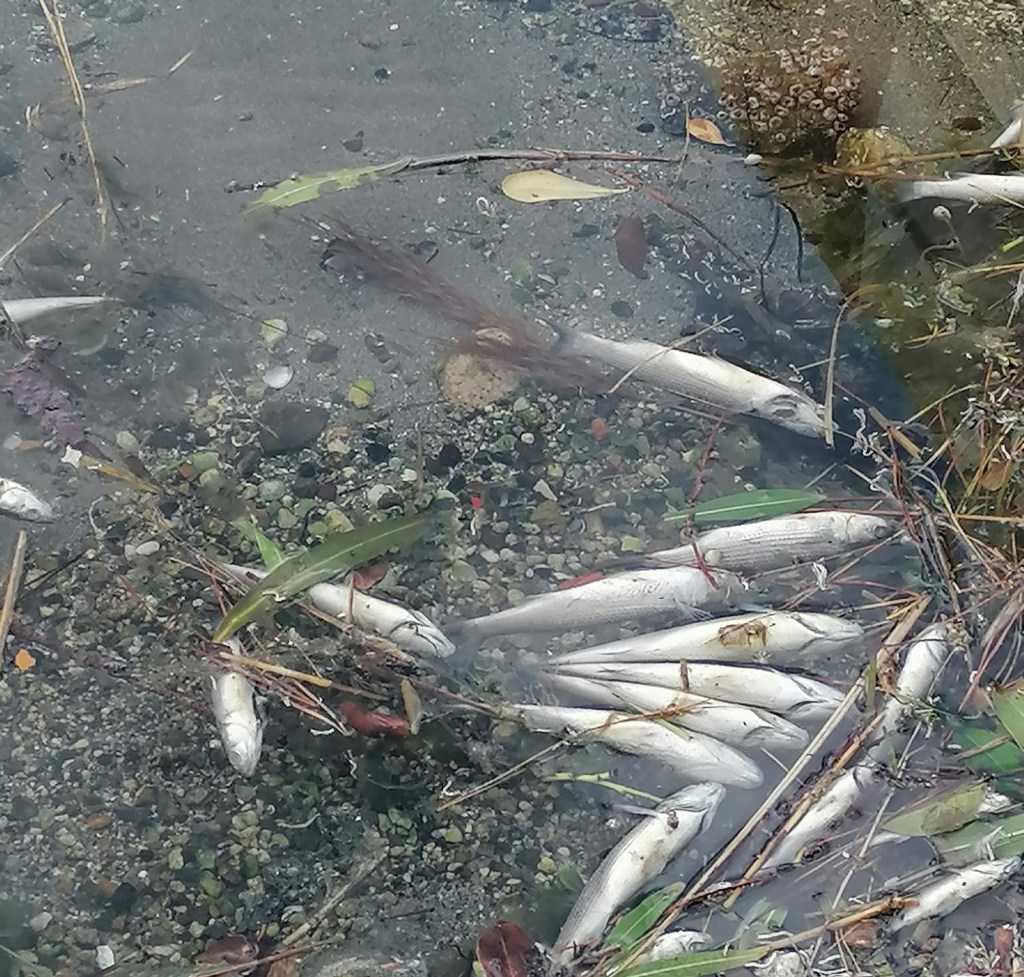 "Pesci morti nel lago di Ganzirri e schiuma a riva"
