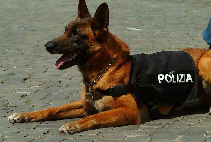 cane poliziotto