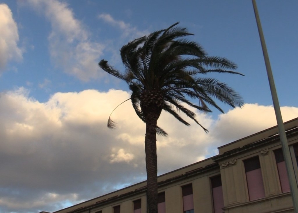 Gli effetti del vento su una palma, in centro