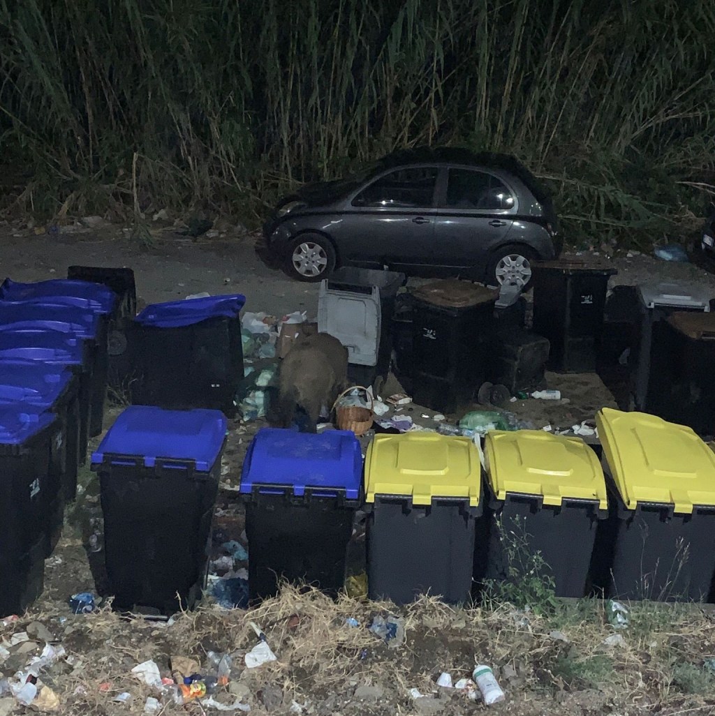 Messina. Cinghiale si nutre della spazzatura di un condominio