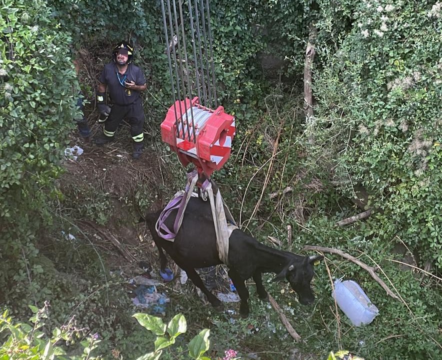 Vigili del fuoco di Messina salvano con la gru un bovino a Santa Maria di Vittoria