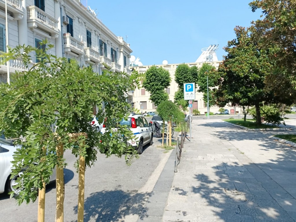 “Sophore Pendula”, alberi nella via San Camillo, Messina