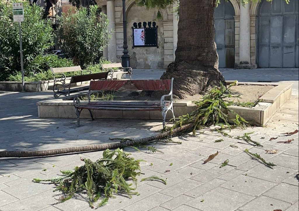 Il ramo caduto sul Corso Cavour