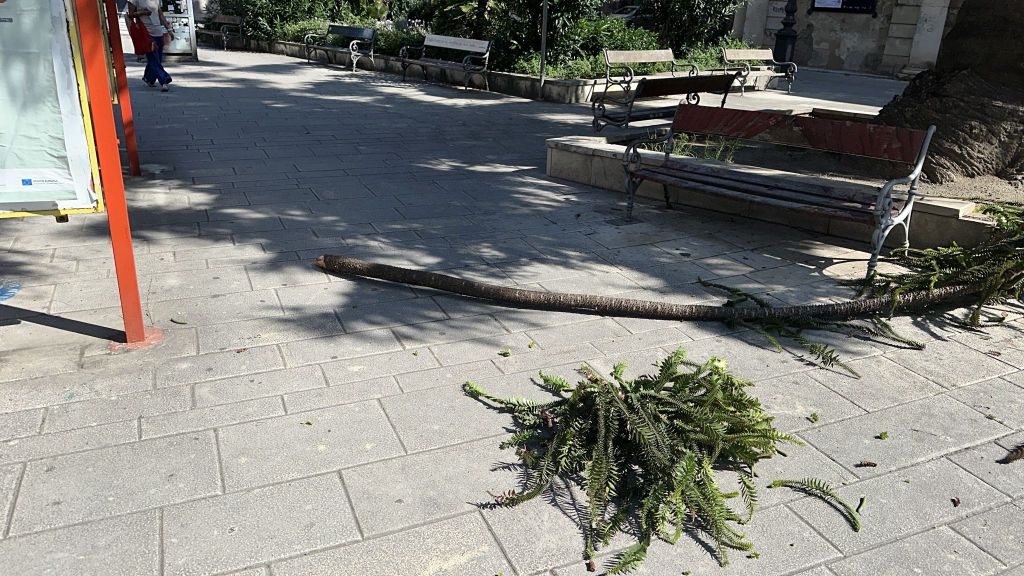 Un ramo si è staccato da un albero su corso cavour