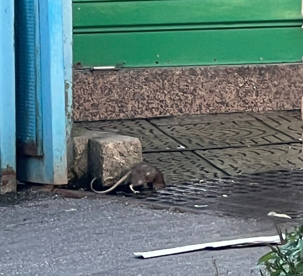 Messina. Topo al Mercato Vascone 