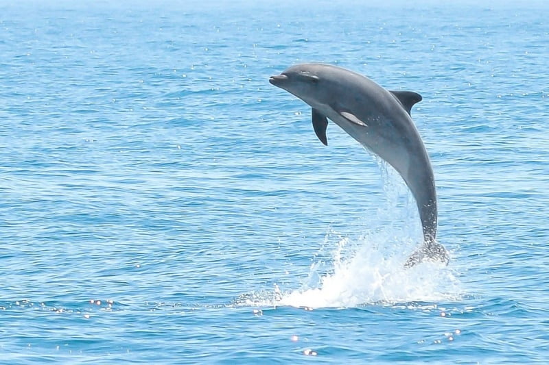 Immagine di repertorio di un delfino.