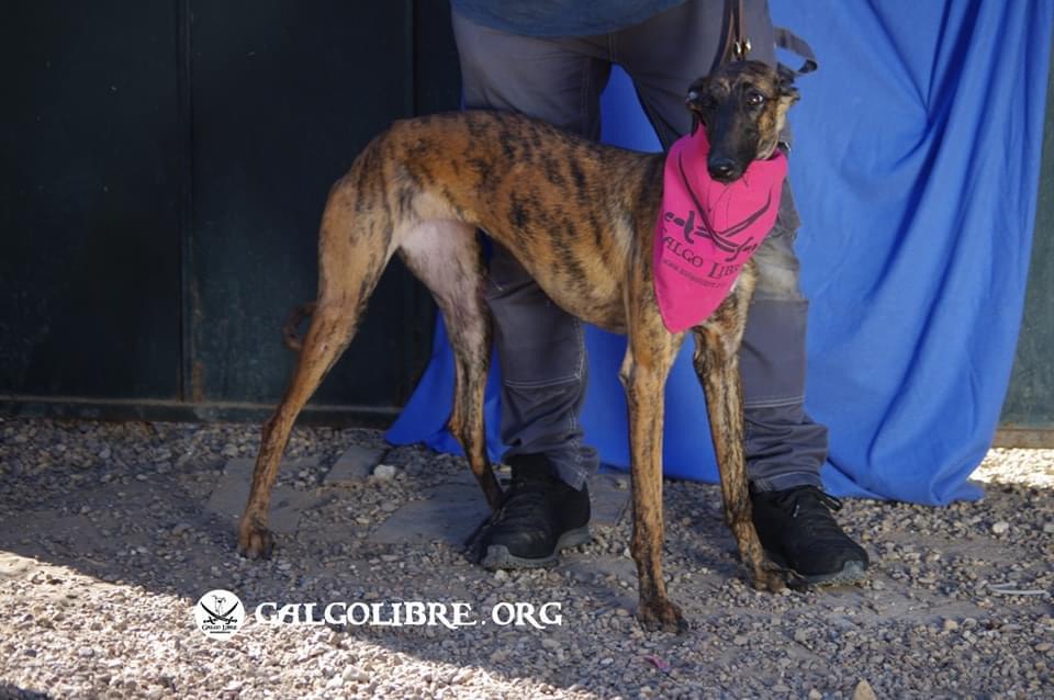 Galgo libre, fruitilla dalla spagna a villafranca tirrena