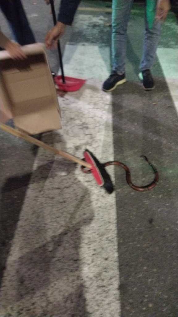 La cattura del serpente