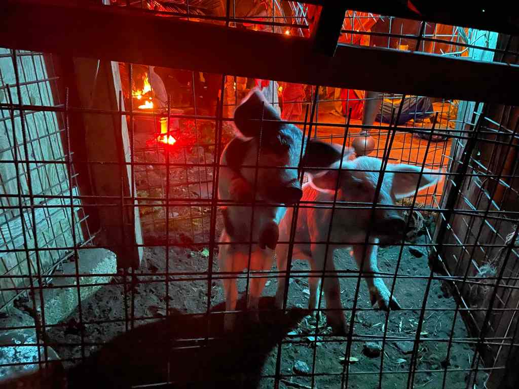 presepe vivente castanea 2023