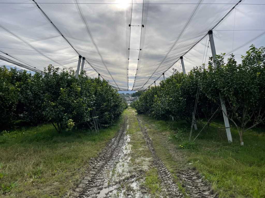 azienda simone gatto