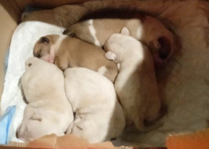 Cani abbandonati al canile