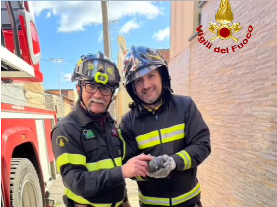 Vigili del fuoco salvano colomba a Messina