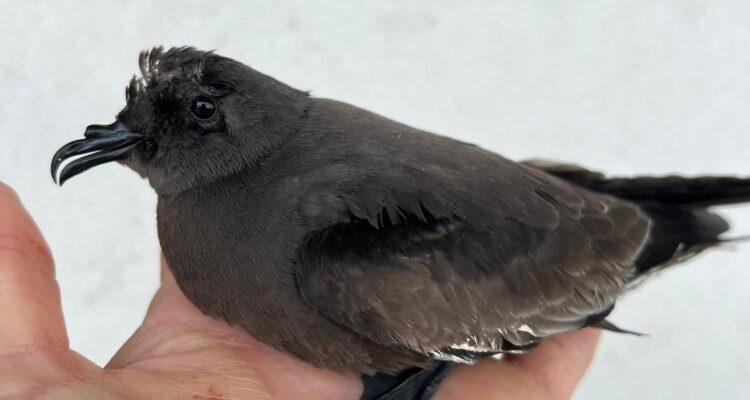 uccello delle tempeste